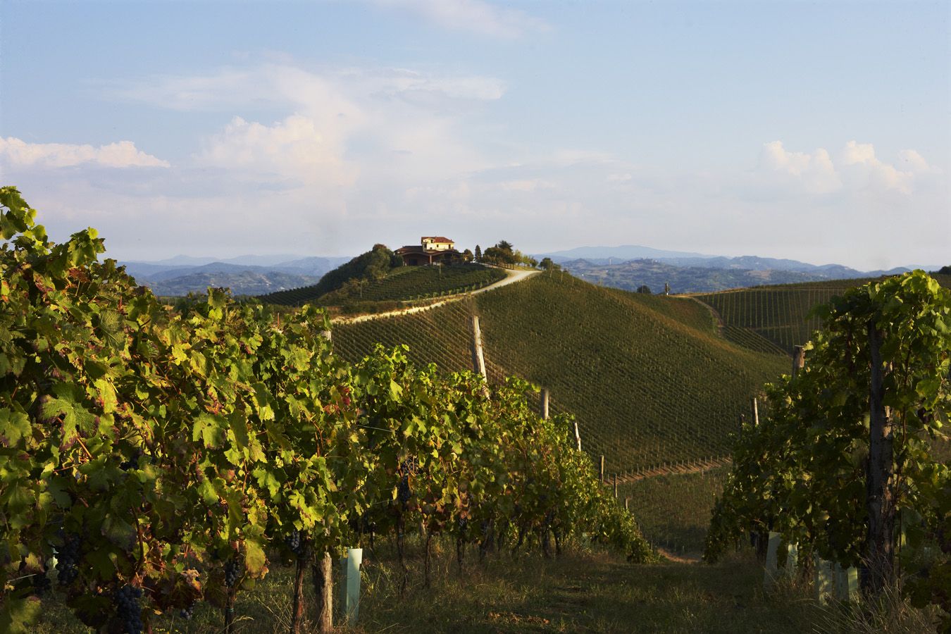 Il Cascinone Estate – Araldica Castelvero